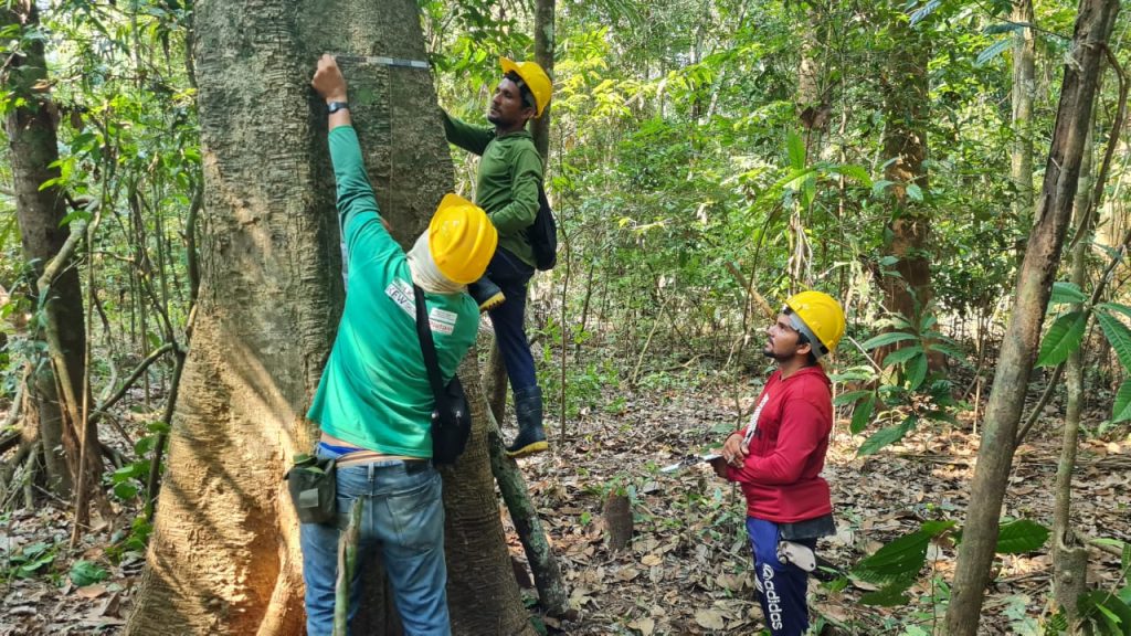 inventário florestal